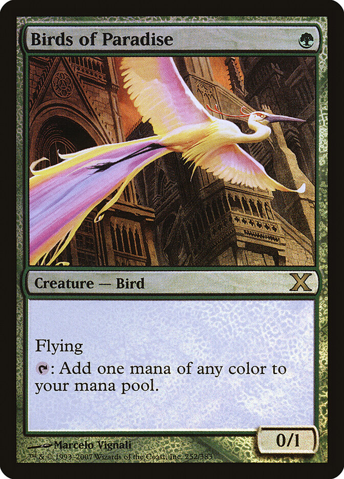 Birds of Paradise card front