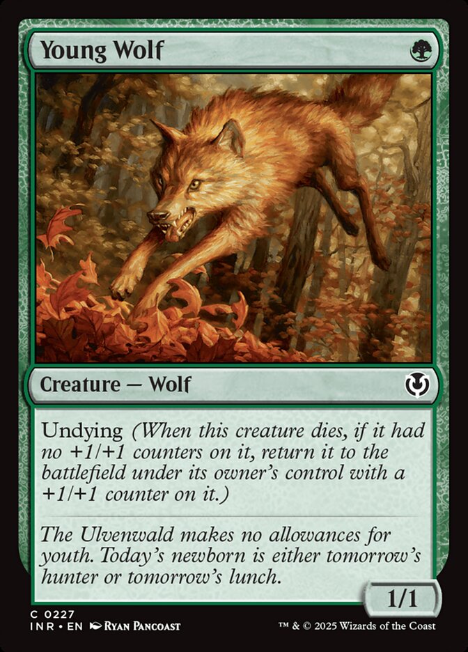 Young Wolf card front